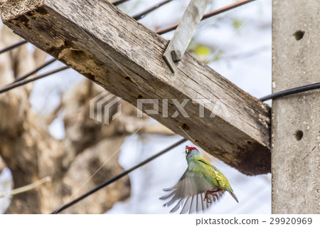 Bird (Coppersmith barbet) flying about hollow wood Bird (Coppersmith barbet) flying about hollow wood 29920969