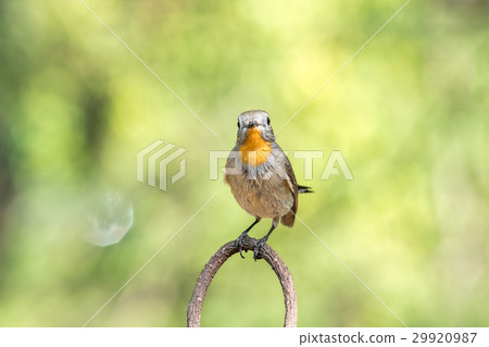 Bird (Red-throated Flycatcher) on a tree 29920987