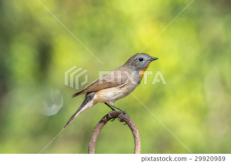 Bird (Red-throated Flycatcher) on a tree 29920989