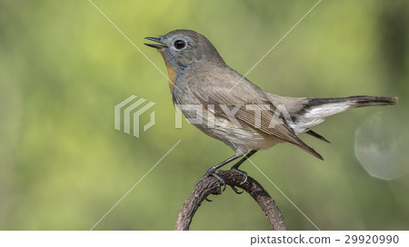 Bird (Red-throated Flycatcher) on a tree Bird (Red-throated Flycatcher) on a tree 29920990