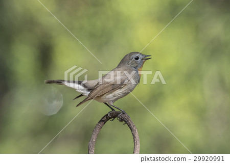 Bird (Red-throated Flycatcher) on a tree Bird (Red-throated Flycatcher) on a tree 29920991