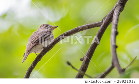 Bird (Asian brown flycatcher) on a tree Bird (Asian brown flycatcher) on a tree 29921012