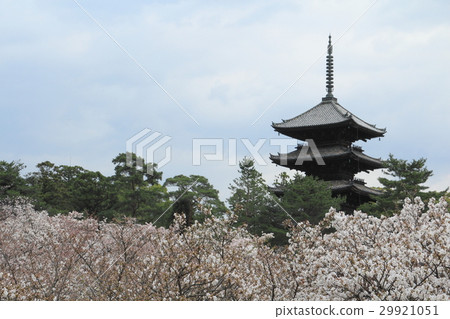 Kyoto World Heritage Ninna-ji Temple Omori Cherry Blossoms 29921051