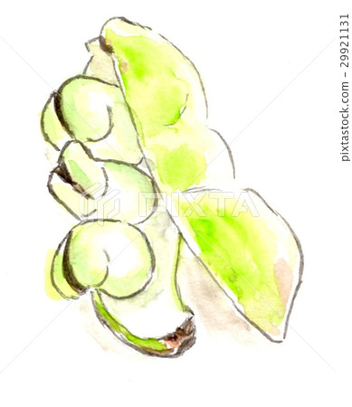 蠶豆 蠶豆 29921131