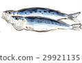 Sardine overnight drying 29921135