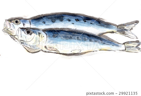 Sardine overnight drying 29921135