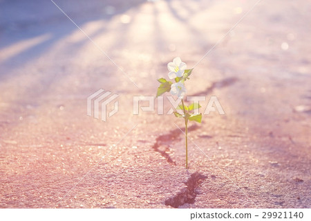Abstract pastel of white flower on crack street Abstract pastel of white flower on crack street 29921140