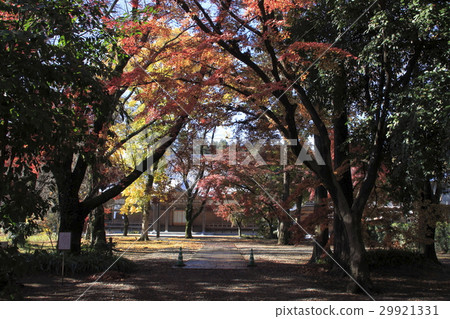 At Oyama shrine in autumn leaves Oyama At Oyama shrine in autumn leaves Oyama 29921331