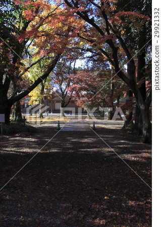 At Oyama shrine in autumn leaves Oyama At Oyama shrine in autumn leaves Oyama 29921332