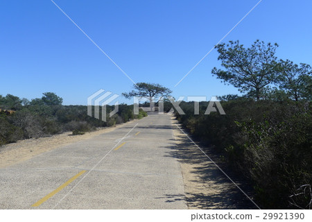 The old national road of Torrey Pines The old national road of Torrey Pines 29921390