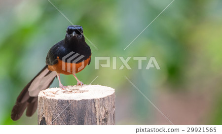 Bird (White-rumped shama) on a tree 29921565