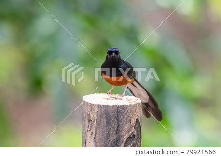 Bird (White-rumped shama) on a tree Bird (White-rumped shama) on a tree 29921566