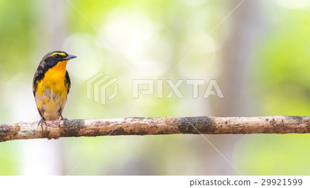 Bird (Narcissus Flycatcher) on a tree 29921599