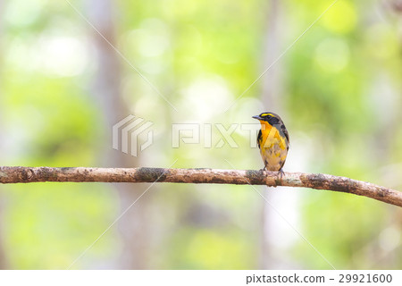 Bird (Narcissus Flycatcher) on a tree 29921600