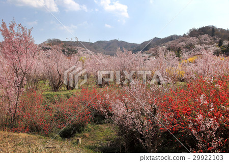 Hanamiyama Park 29922103