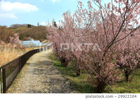 Hanamiyama Park 29922104