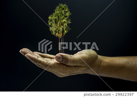 Hand holding Borassus flabellifer palm tree 29922397