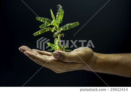 Hand holding Banana tree 29922414