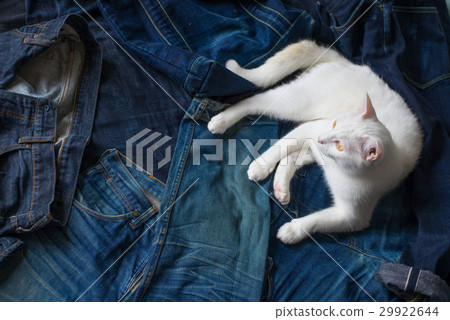 selvedge denim and cat 29922644