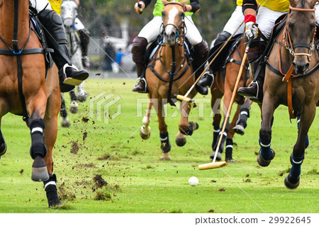 Horses running 29922645