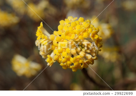 Mitumata flowers Mitumata flowers 29922699