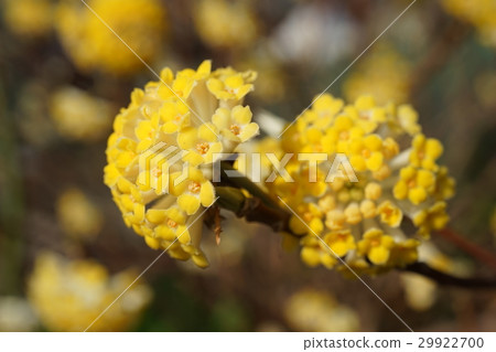 Mitumata flowers Mitumata flowers 29922700