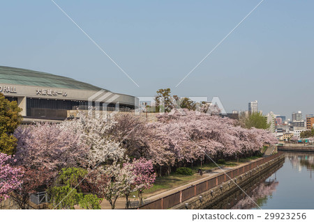 春天風景在大阪 29923256