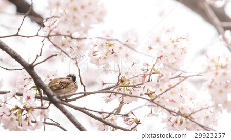 櫻花和麻雀 29923257