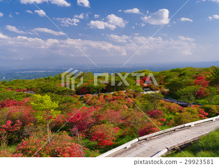 Nazi Hachiman's azalea community Nazi Hachiman's azalea community 29923581