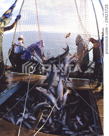 Salmon fishing Hokkaido 29923728