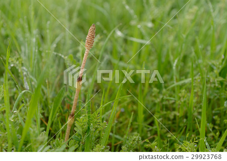 Horsetail Horsetail 29923768