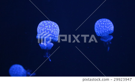 jellyfish jellyfish 29923947
