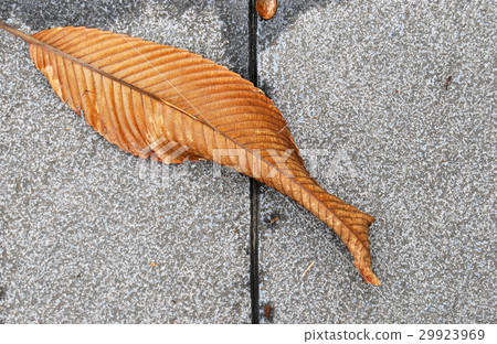 An Elephant Apple leaf fallen on the ground 29923969