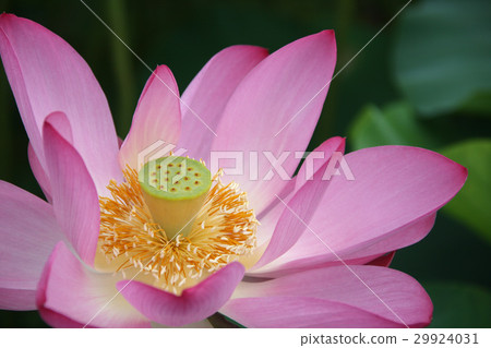 Lotus flower Lotus flower 29924031