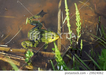 Pool frog (Pelophylax lessonae) 29924062