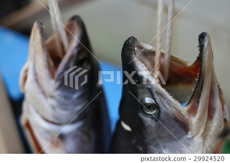 Aramaki三文魚 29924520