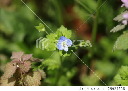 波斯Speedwell 29924538