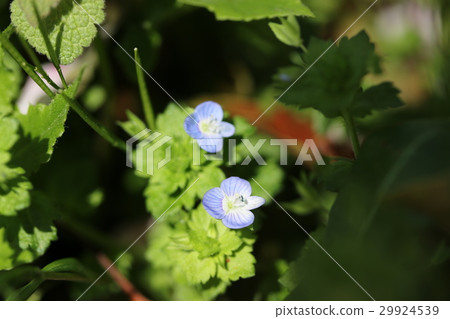 波斯Speedwell 29924539