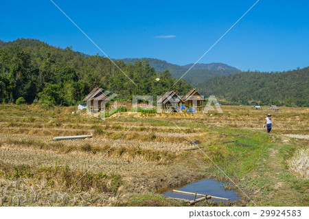 Rice field after harvested at Pai, Thailand Rice field after harvested at Pai, Thailand 29924583