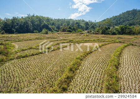 Rice field after harvested at Pai, Thailand 29924584