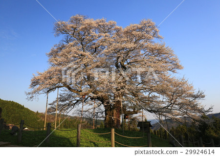 Daigo Sakura 728 Daigo Sakura 728 29924614