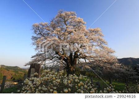 Daigo Sakura 736 Daigo Sakura 736 29924616