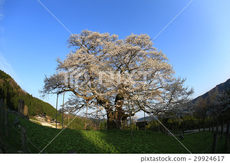 Daigo Sakura 739 Daigo Sakura 739 29924617
