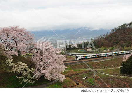 E257系列表達Kajiji運行Katsunuma Juroku櫻花和中央線 29924649
