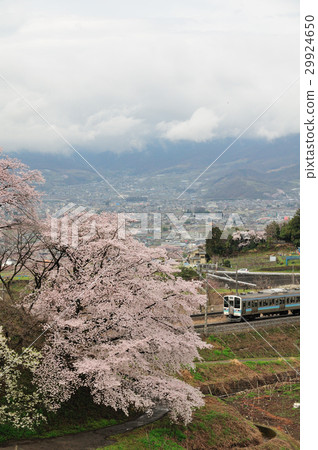 211系列普通列車運行Katsunuma Juroku櫻花和中央線 29924650