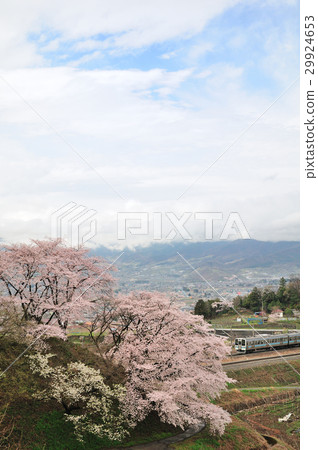 211 series ordinary train running Katsunuma Juroku cherry tree and central line 29924653