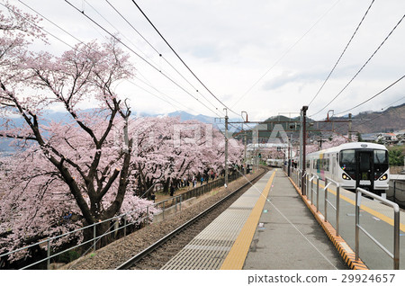 Jinroku cherry tree at Katsunuma vineyard station and E 257 series express Azusa 29924657