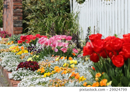 A flowerbed with tulips 29924799