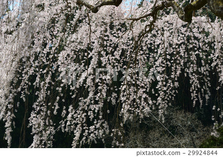 Weeping cherry blossoms of the Niido River Town Chuetsu family, elegantly Weeping cherry blossoms of the Niido River Town Chuetsu family, elegantly 29924844