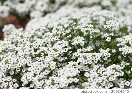 Alyssum 29924940